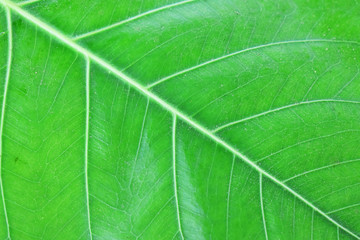 closeup of green leaf