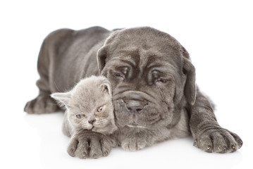 Black mastiff puppy hugging gray kitten. isolated on white background