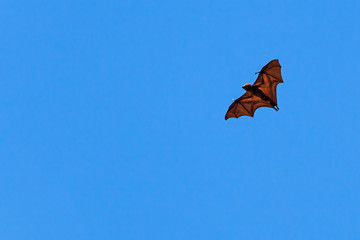Fototapeta na wymiar Bat freely flies in the vastless deep blue sky