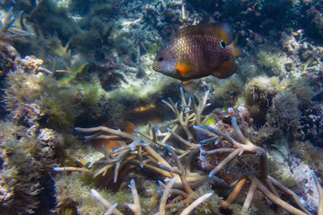 Reef fish floats among thickets of corals on the colorful coral reef near tropical Mauritius island