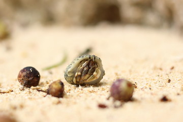 hermit crab on the beach