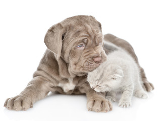 Obraz premium Playful mastiff puppy licking baby kitten. isolated on white background