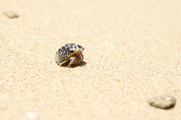 hermit crab on the beach