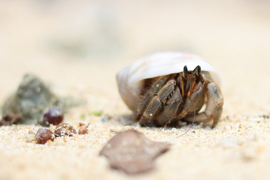 hermit crab on the beach