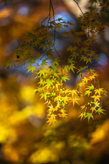 紅葉　和風イメージ