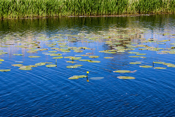 Yellow lily on the water surface.