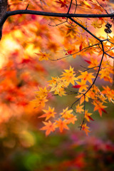 紅葉　秋イメージ