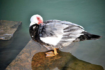 Canard de barbarie