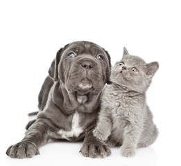 Neapolitan mastiff puppy and gray kitten looking up together. isolated on white background