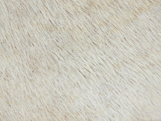 Fototapeta premium white fur cow texture closeup