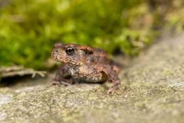 Eine junge 3 cm lange Erdkroete in der Seitenansicht