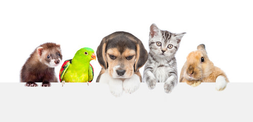 Large group of pets  over empty white banner. isolated on white background. Empty space for text