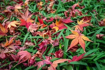 紅葉　秋イメージ