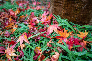 紅葉　秋イメージ