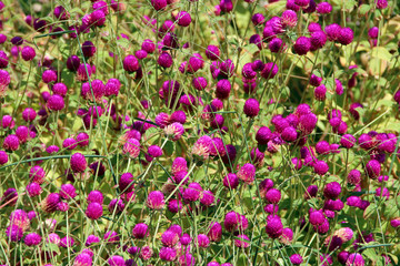 Fototapeta premium Flowers of red clover in summer field. Pink clovers on green grass