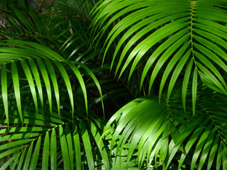 palm leaf in nature
