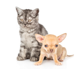 Tabby kitten and chihuahua puppy sitting together. Isolated on white background