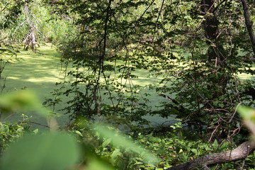 Swampy place, with branches on green water.