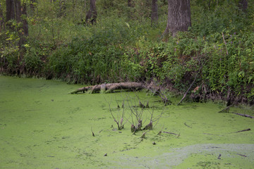 Swampy place, with branches on green water.