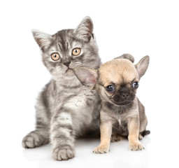 Cute kitten hugging chihuahua puppy. Isolated on white background