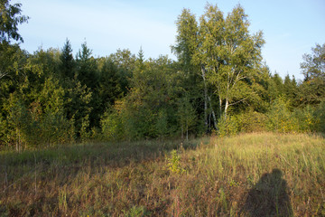 Obraz premium Many wildflowers grow on a meadow in the forest.