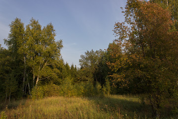 Fototapeta premium Many wildflowers grow on a meadow in the forest.