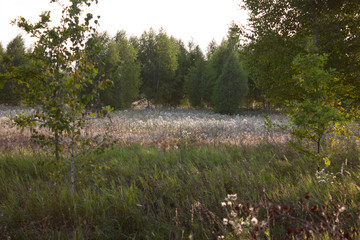 Many wildflowers swing in a meadow in the forest