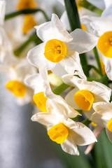 Fototapeta premium 水仙の花