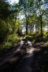  Forest road leading through a thicket to an open space, to the edge of the forest.