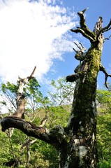 夏山の古木