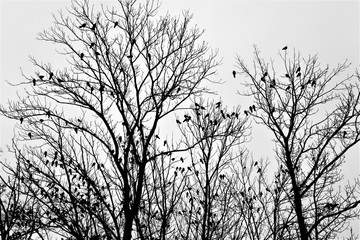 Set of dry trees full of little birds. 
