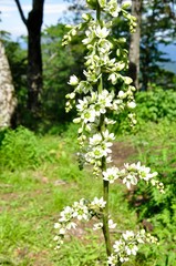 オオバイケイソウ