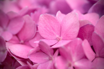 Pink Hydrangea, flower closeup