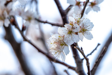 梅の花