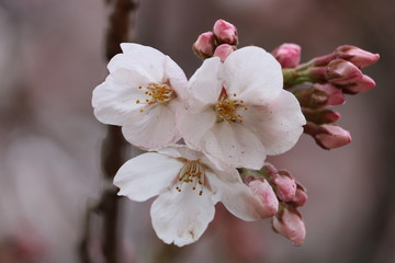 sakura