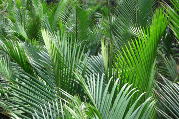 Nipa palm leaf in the forest
