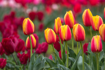 チューリップ畑