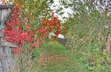 Autumnal scene in the forest