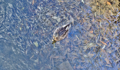wild ducks on blue water