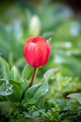 チューリップの花