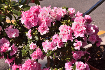 Fototapeta premium rose azalea in the garden
