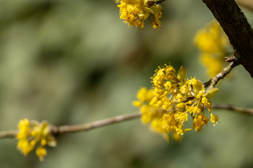 Beautiful twig with bright yellow flowers on blurred natural green background. Soft selective macro focus cornelian cherry blossom (Cornus mas, European cornel, dogwood) in early spring