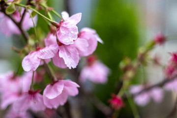 桜の花