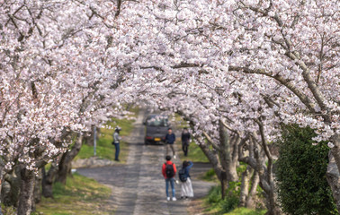 Naklejka premium 桜のアーチ