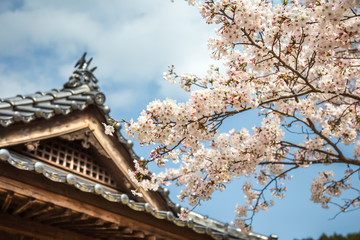 桜とお堂