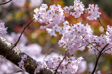 桜の花
