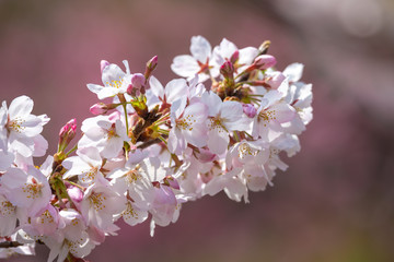 Fototapeta premium 桜の花