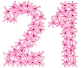 Numeral 21, twenty one, from natural flowers of hyacinth, isolated on white background