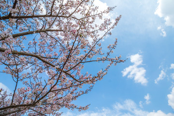 桜の花