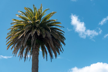Phoenix Palm Tree in Whitianga in New Zealand